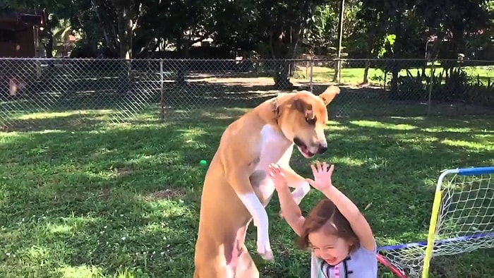 Küçük Kızın Üzerine Düşeceğini Anlayan Köpeğin Korku Dolu Bakışları
