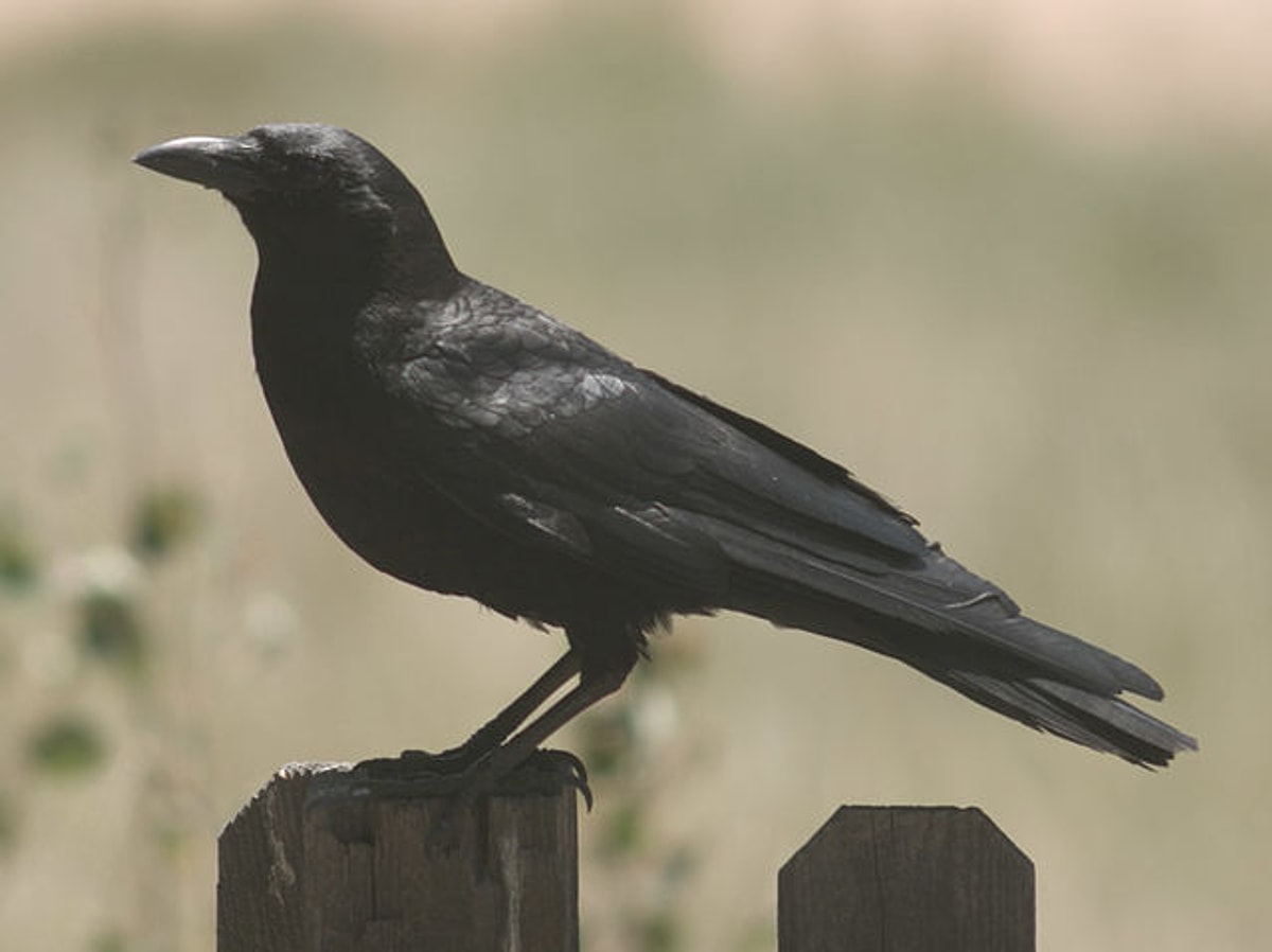 Crow get. Добрая ворона. Добрый ворон. Вороны исклевали.