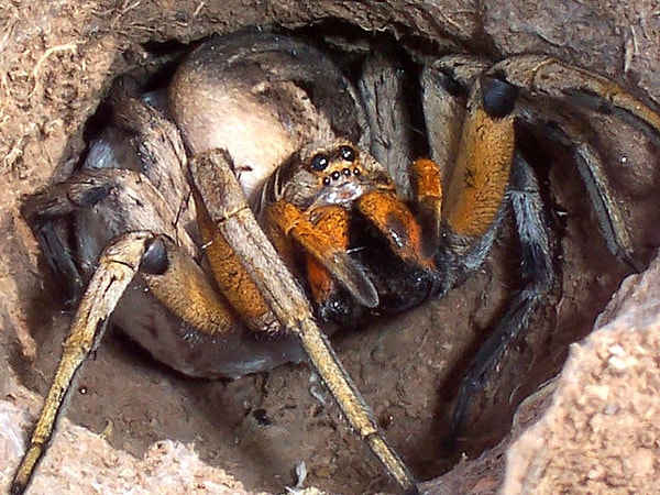 В прошлой жизни вы были пауком!