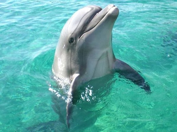 В прошлой жизни вы были дельфином!