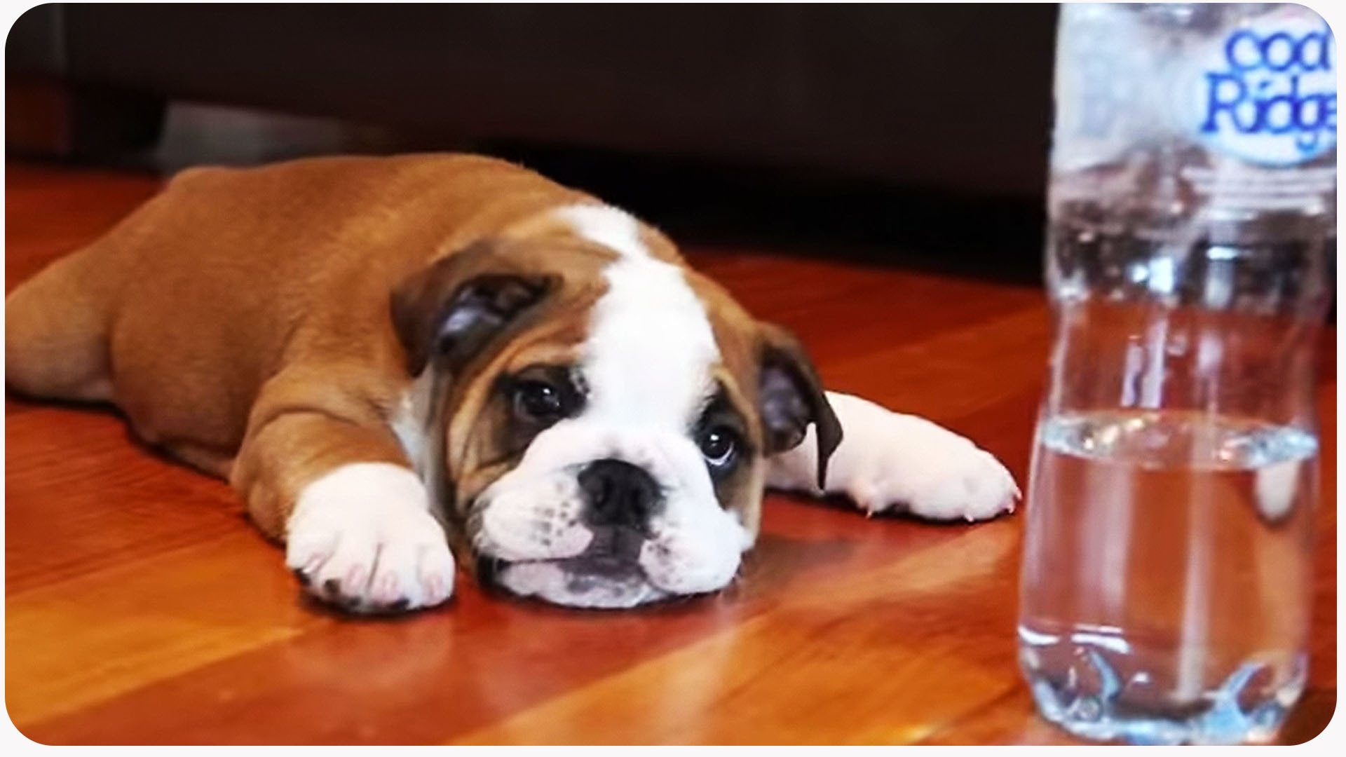 Su Şişesine Kafa Tutan Sevimli Yavru Köpek