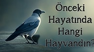 Önceki Hayatında Hangi Hayvandın?