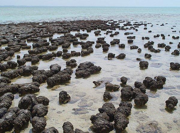 8. Stromatolitler;