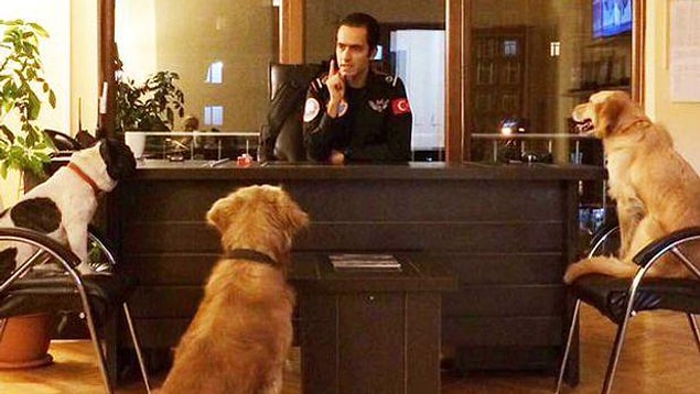 7. Üç Sokak Köpeği Belediyenin Arama-Kurtarma Ekibinde 'İşe Başladı'