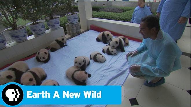 Ekranı Mıncırmak İsteyeceksiniz: Yavru Pandalara Nasıl Bakılıyor?