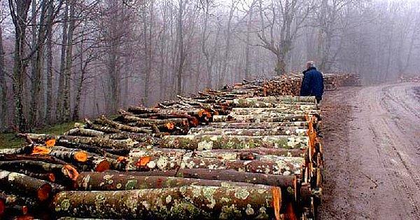 6. 5 Yılda 129 Bin Hektar Orman Tahsise Gitti