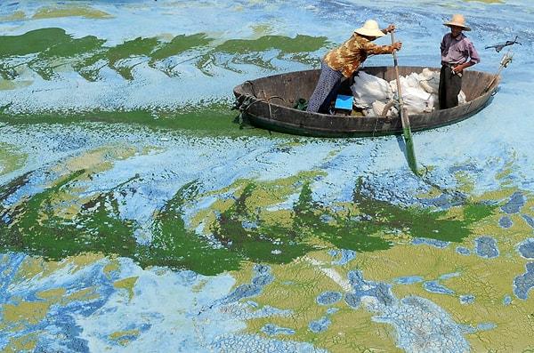2. Anhui bölgesindei, alglerle dolmuş Chaohu Gölü'nde ilerlemeye çalışan balıkçılar.