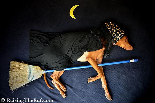 Uyurken Yaratıcı Hikayelere Başrol Olan Sevimli Köpek Rufus'a Ait 10 Fotoğraf