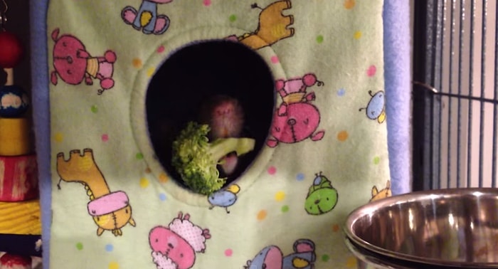 Brokoliden Nefret Eden ve Her Defasında Reddeden Hamster
