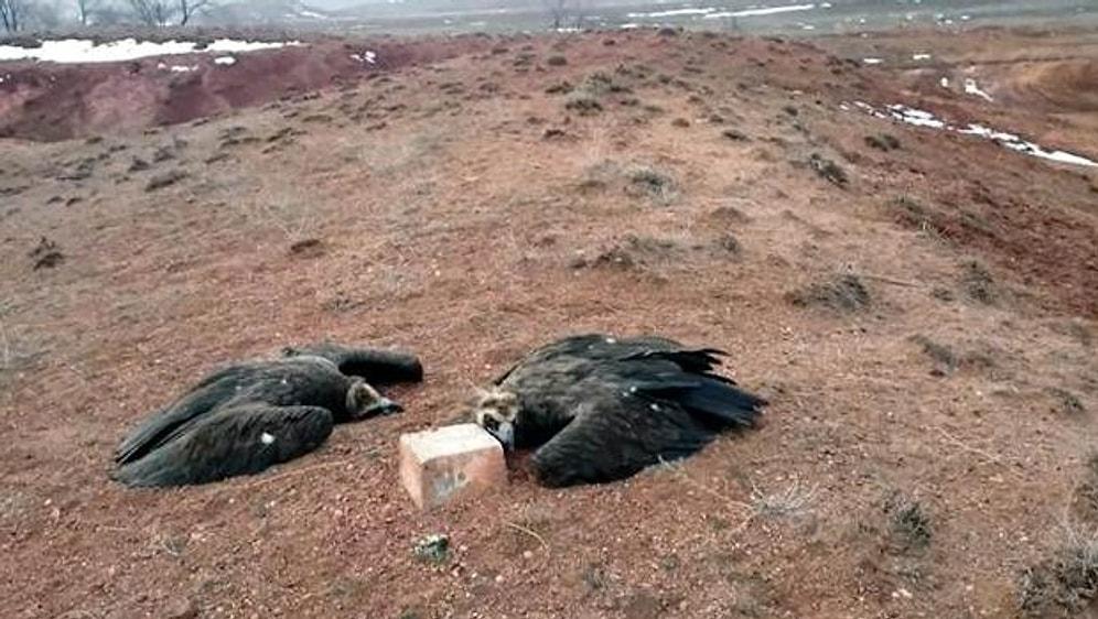 Iğdır Tuzluca Kuş Cennetinde Akbaba Katliamı