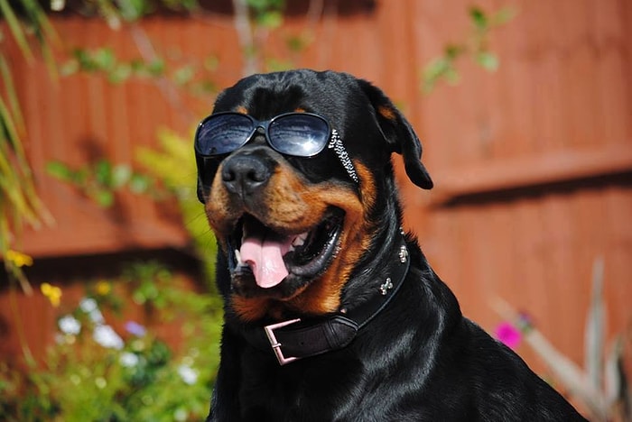 Rottweiler Yavrularının Korkulanın Aksine Birer Tontiş Olduğunun 21 Kanıtı