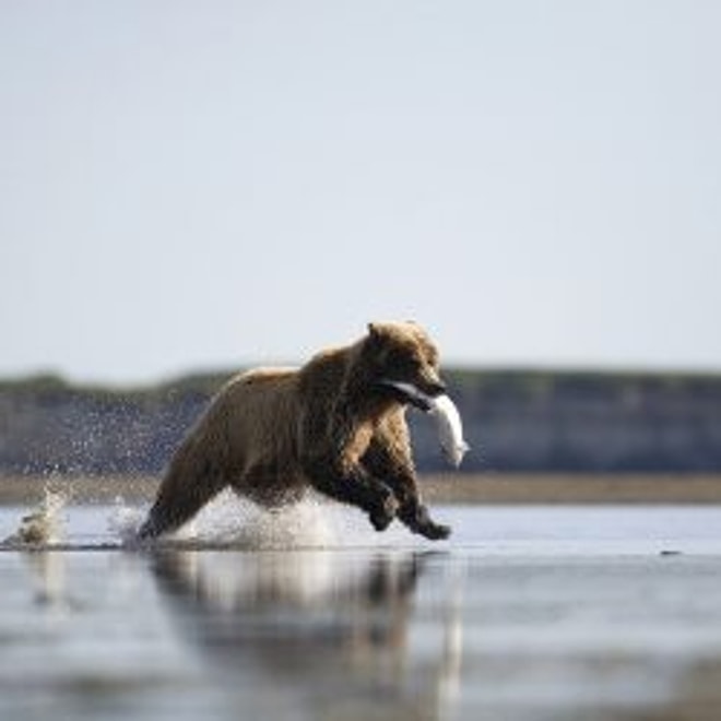 Rusya Alaska'yı Neden Sattı?