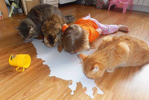1. Dört kedi süt içiyor. 😁