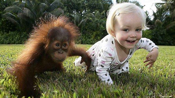 4. Yavru orangutan Rishi ve onu taklit etmeye çalışan Emily.