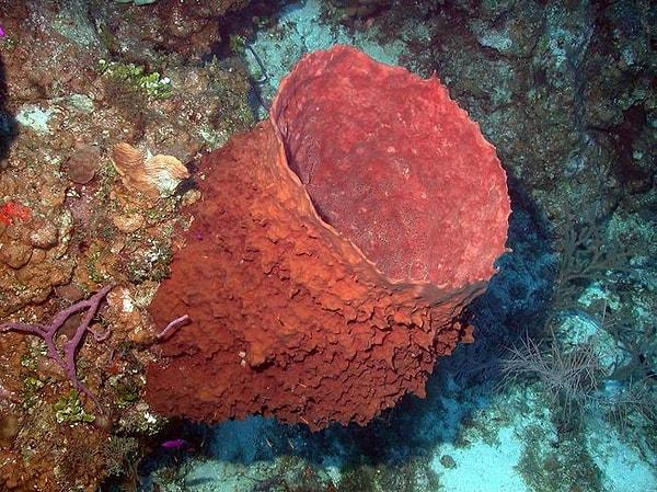 11. Caribbean Barrel Sponge