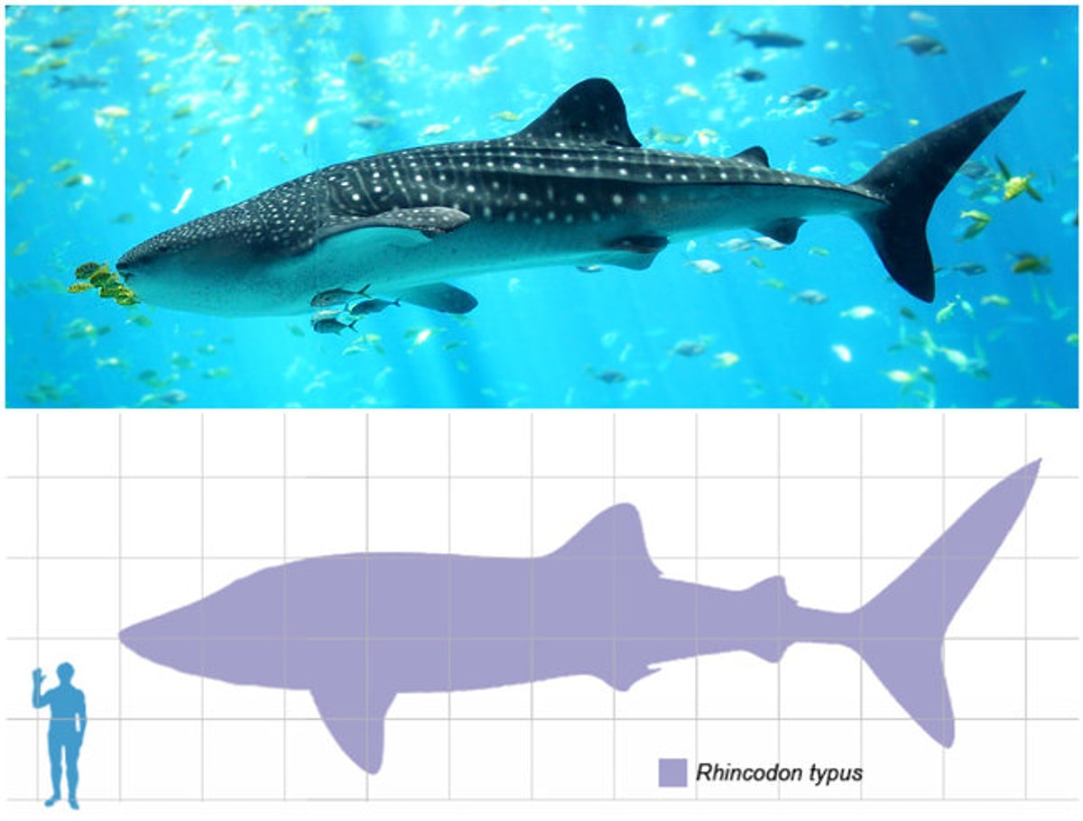 Китовая акула размеры. Китовая акула и человек. Китовая акула Размеры с человеком. Размер китовой акулы.