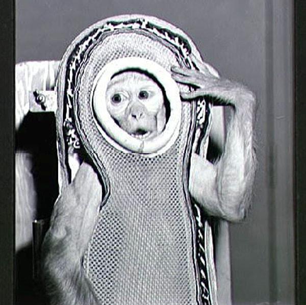 28 Mayıs 1959: NASA, Jüpiter balistik füzesinin burun hunisinde Able adında 3.5 kiloluk erkek bir Hint maymunuyla yarım kilo ağırlığında Baker adındaki bir dişi maymunu uzaya fırlattı.