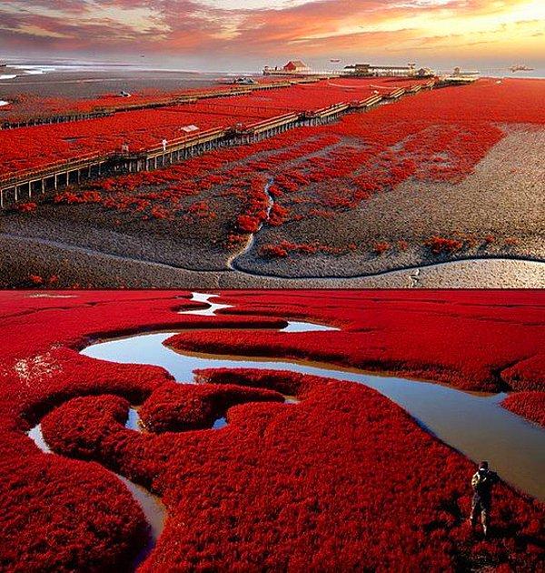 9. Kırmızı Sahil - Panjin, Çin