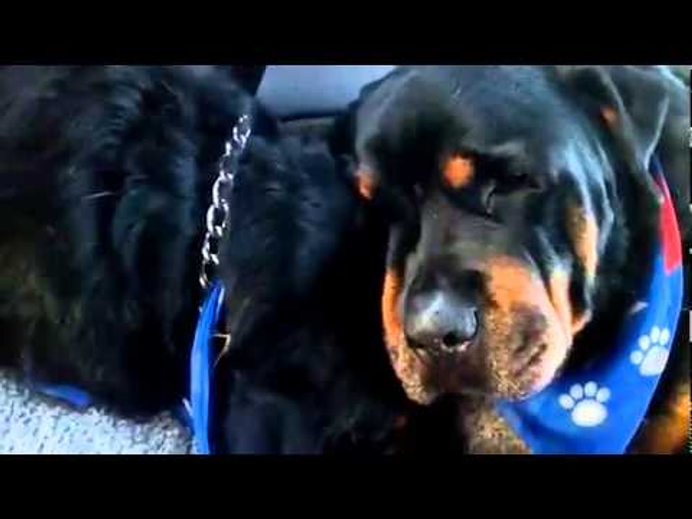 Ölen Kardeşinin Yanından Ayrılamayan Rotvaydır