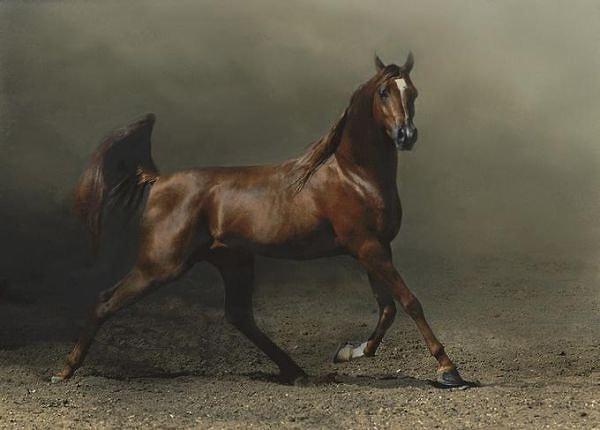 13. Arap Atları