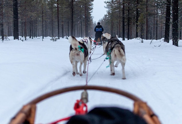 39. Ve eğer tatlılıktan ölmek istiyorsanız, bir husky alabilir ve birlikte Finlandiya'nın derinliklerine kayak yapabilirsiniz.