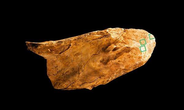 4. Neandertallerin Kullandığı İlk Çok İşlevli Kemik Alet Bulundu