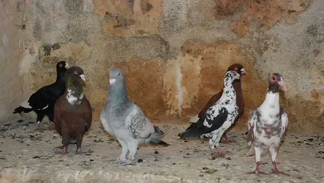 Urfa Kuşları
