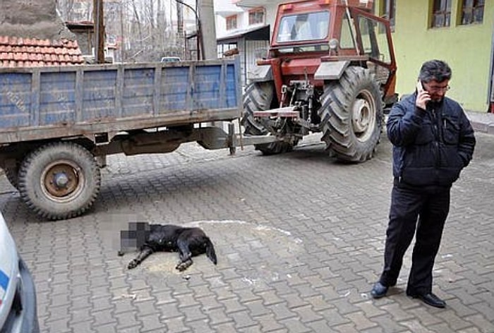 Zehirlenen Köpek Saatlerce Can Çekişti, Belediye Seyretti