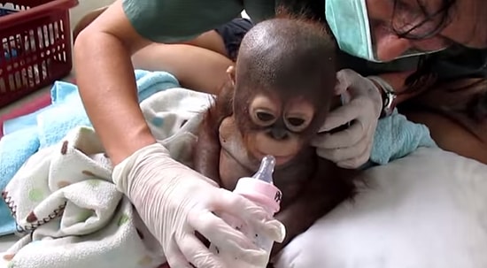 Kötü Şartlar Altında Ölüme Terk Edilmiş Orangutanın Sevgi Dolu Ellere Geçmesi