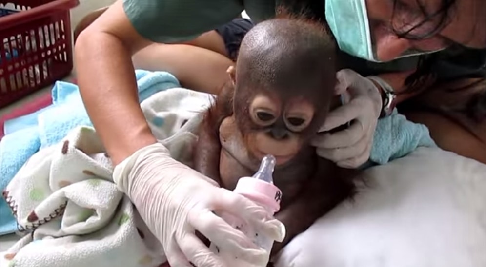 Kötü Şartlar Altında Ölüme Terk Edilmiş Orangutanın Sevgi Dolu Ellere Geçmesi