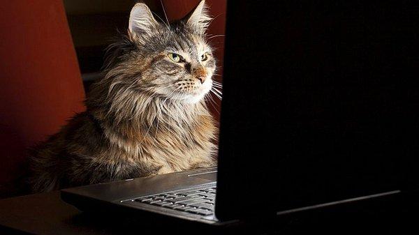 22. İnternete yüklenen hiçbir şey yok olmadığı için, bundan 15 yıl sonra internet sayfaları ölmüş kedilerin fotoğrafları ile dolup taşacak.