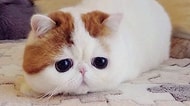 İnternetin En Ünlü 10 Kedisi