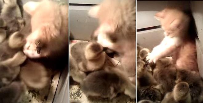 Meraklı Kedi Yavrusuyla Sevgi Yumağı Olan Ördek Yavruları