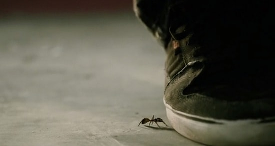 Bir Karıncanın Ölümle Kalım Arasındaki Hayatı