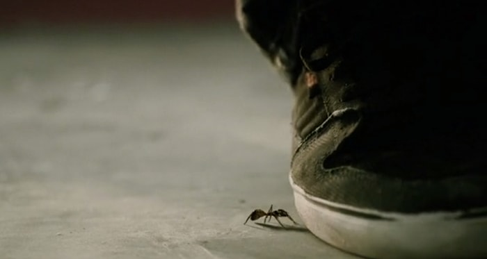 Bir Karıncanın Ölümle Kalım Arasındaki Hayatı