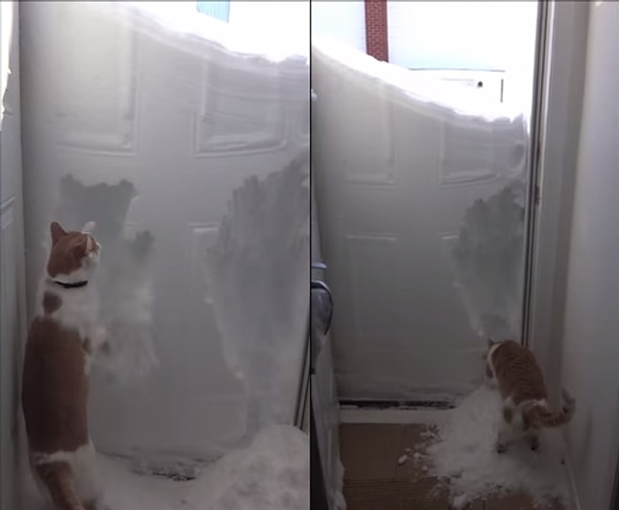 Karla Kaplı Kapıdan Dışarıya Çıkmak İçin Var Gücü ile Karı Eşeleyen Kedi