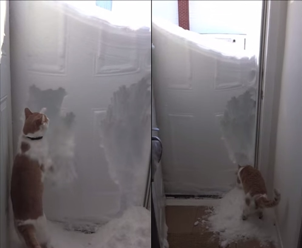 Karla Kaplı Kapıdan Dışarıya Çıkmak İçin Var Gücü ile Karı Eşeleyen Kedi