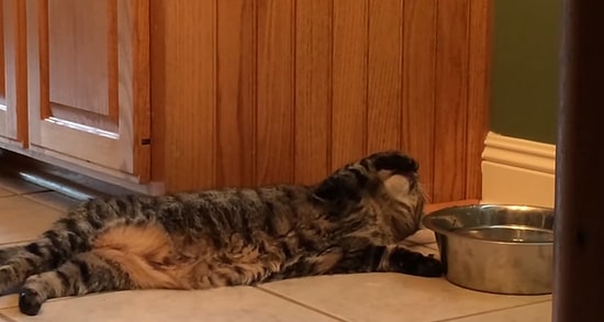 Görüp Görebileceğiniz En Tembel Kedi