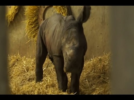 Kopenhag Hayvanat Bahçesinde 35 Yıl Aradan Doğan Gergedan