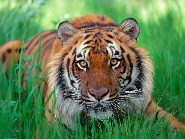7. Sumatra Kaplanı