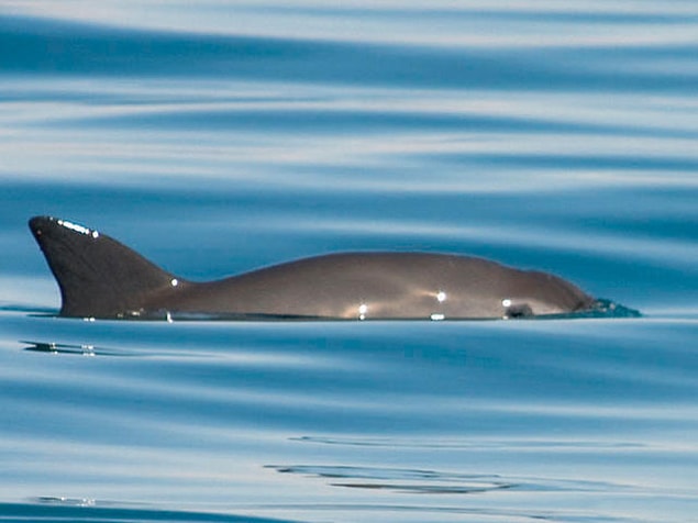 1. Vaquita (Meksika yunusu)