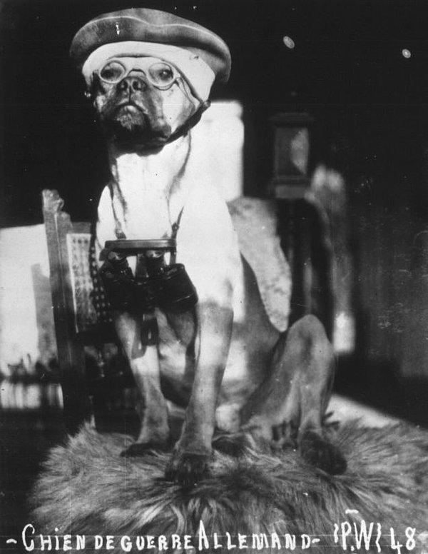 8. Birinci Dünya Sanaşı'nda Alman Ordusuna Hizmet Etmiş Bir Köpek Yıl 1916
