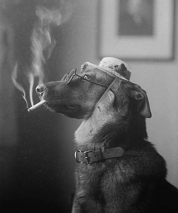 10. Cool Köpek, Yıl 1923