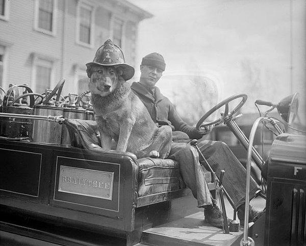 15. Bir İtfaiye Köpeği Yıl 1928