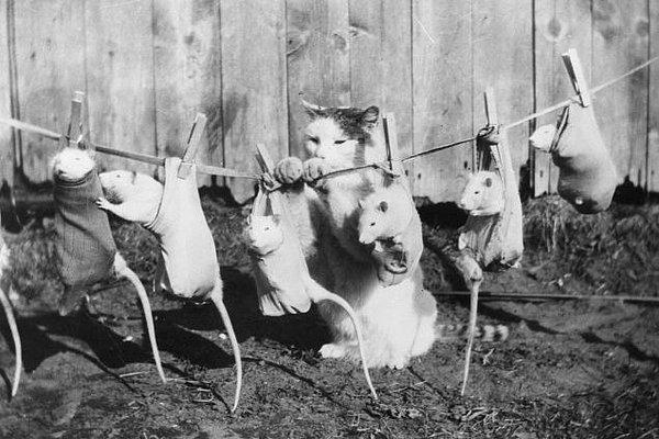 20. Yemeğini Yıkayıp Kurutmadan Yemeyen Kedi Yıl 1933