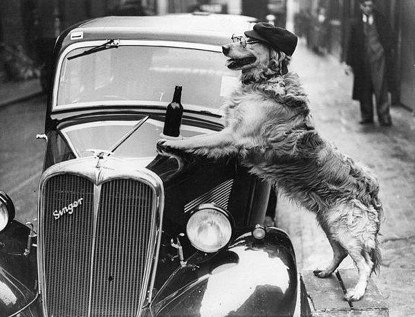 22. Budur! Dedirten Havalı Köpek Yıl 1950