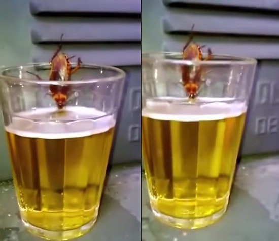 Kana Kana Bira İçen Hamam Böceği