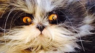 Evde Besleseniz Gece Rahat Uyuyamayacağınız Dünyanın En Ürkütücü Bakışlı Kedisi: Atchoum
