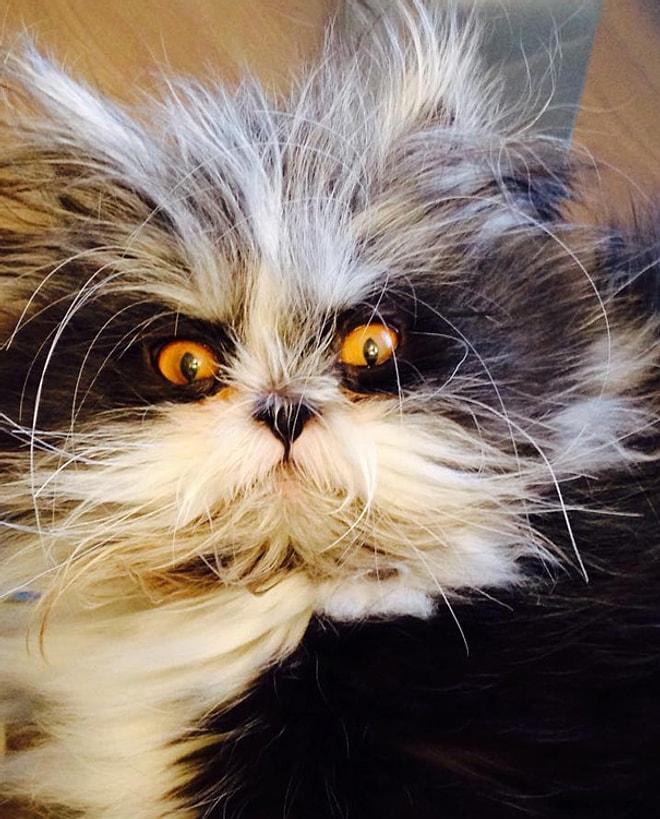 Evde Besleseniz Gece Rahat Uyuyamayacağınız Dünyanın En Ürkütücü Bakışlı Kedisi: Atchoum