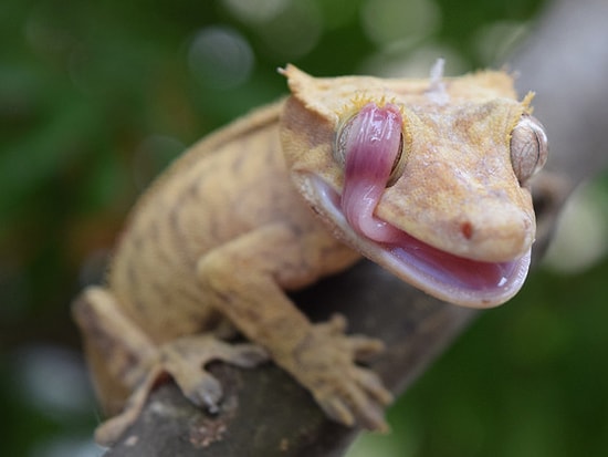 Çocuklar İçin Düzenlenen National Geographic Fotoğraf Yarışması'nda Ödül Alan 8 Fotoğraf